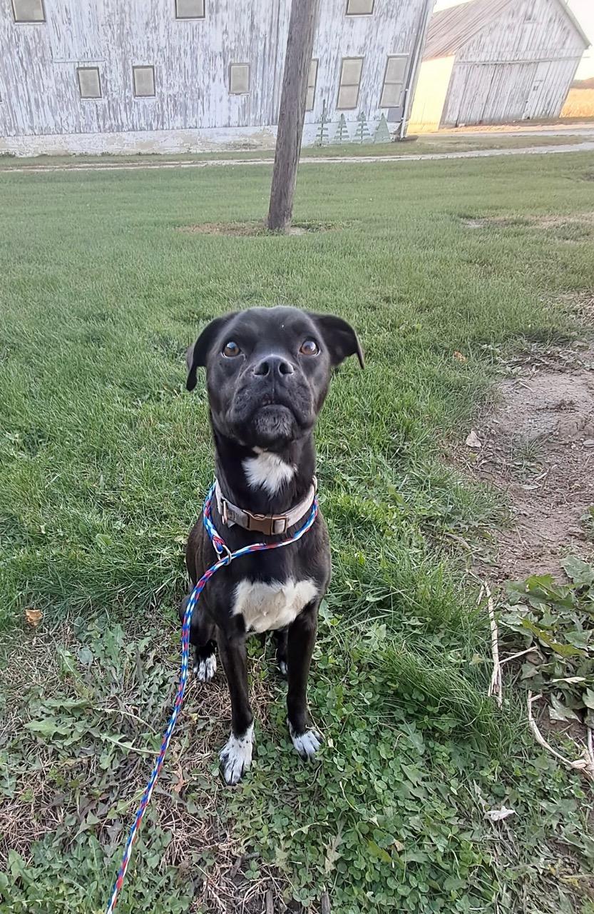 Lilly, Adopted, Adult Female Pug.