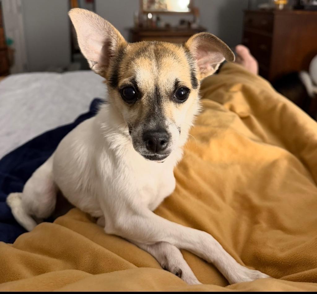 Gigi, Adopted, Young Female Chihuahua.