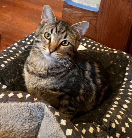 Grover, a other Domestic Short Hair in Manhattan , KS image 1/2