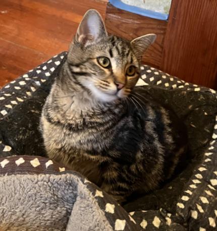 Grover, a other Domestic Short Hair in Manhattan , KS image 2/2