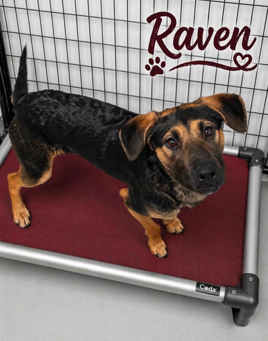 Enlarge Raven, a ADOPTABLE mixed breed in Momence, IL image 1/1