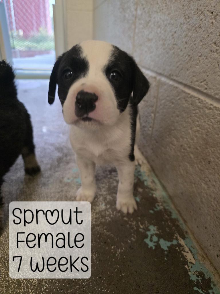 Sprout, Adoptable, Puppy Female Mixed Breed.