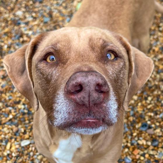 Mia, Adoptable, Senior Female Labrador Retriever & Mixed Breed.