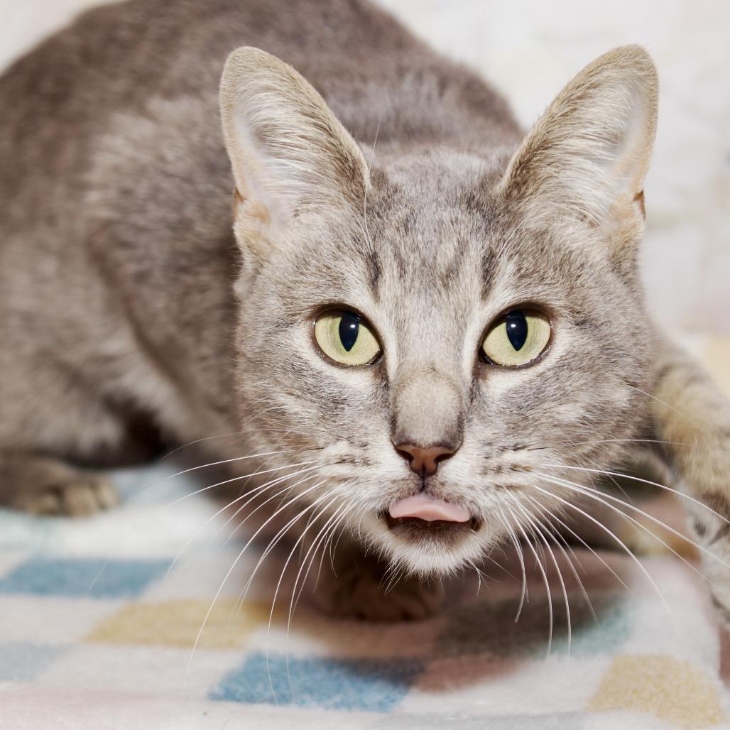 Enlarge Chanel Gray (formerly Noel), a Adoptable Domestic Short Hair in Webster, TX image 1/3