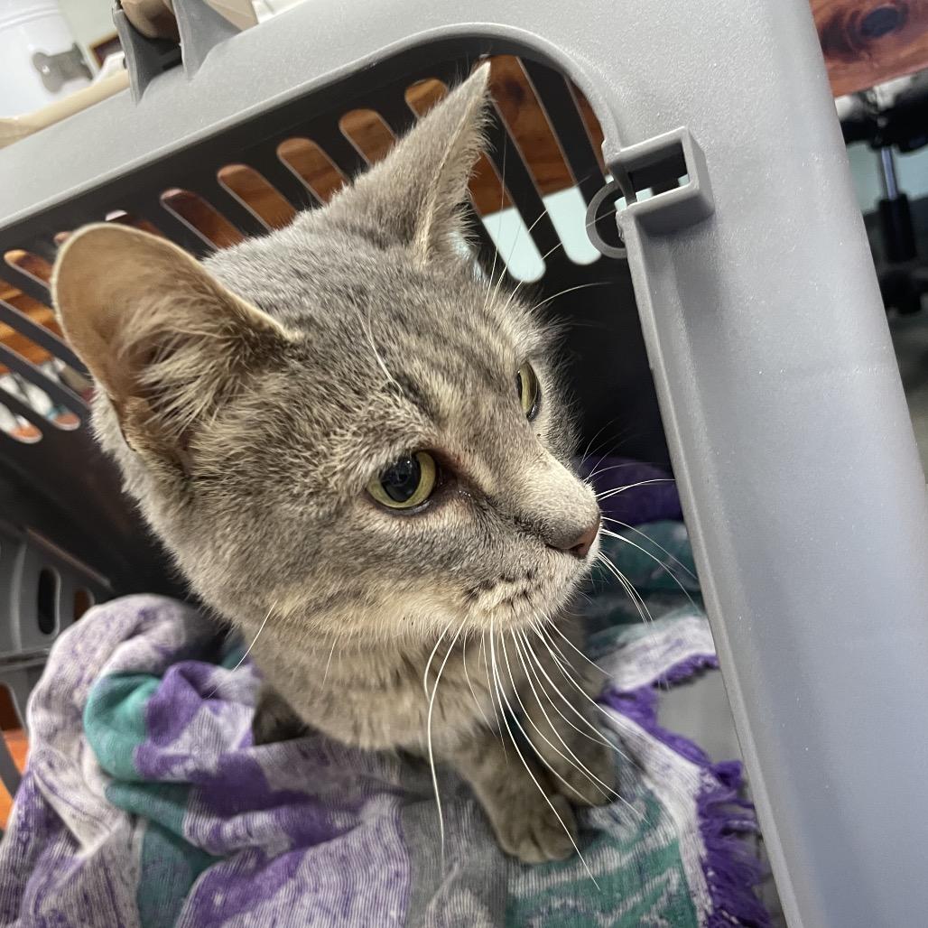 Enlarge Chanel Gray (formerly Noel), a Adoptable Domestic Short Hair in Webster, TX image 2/3