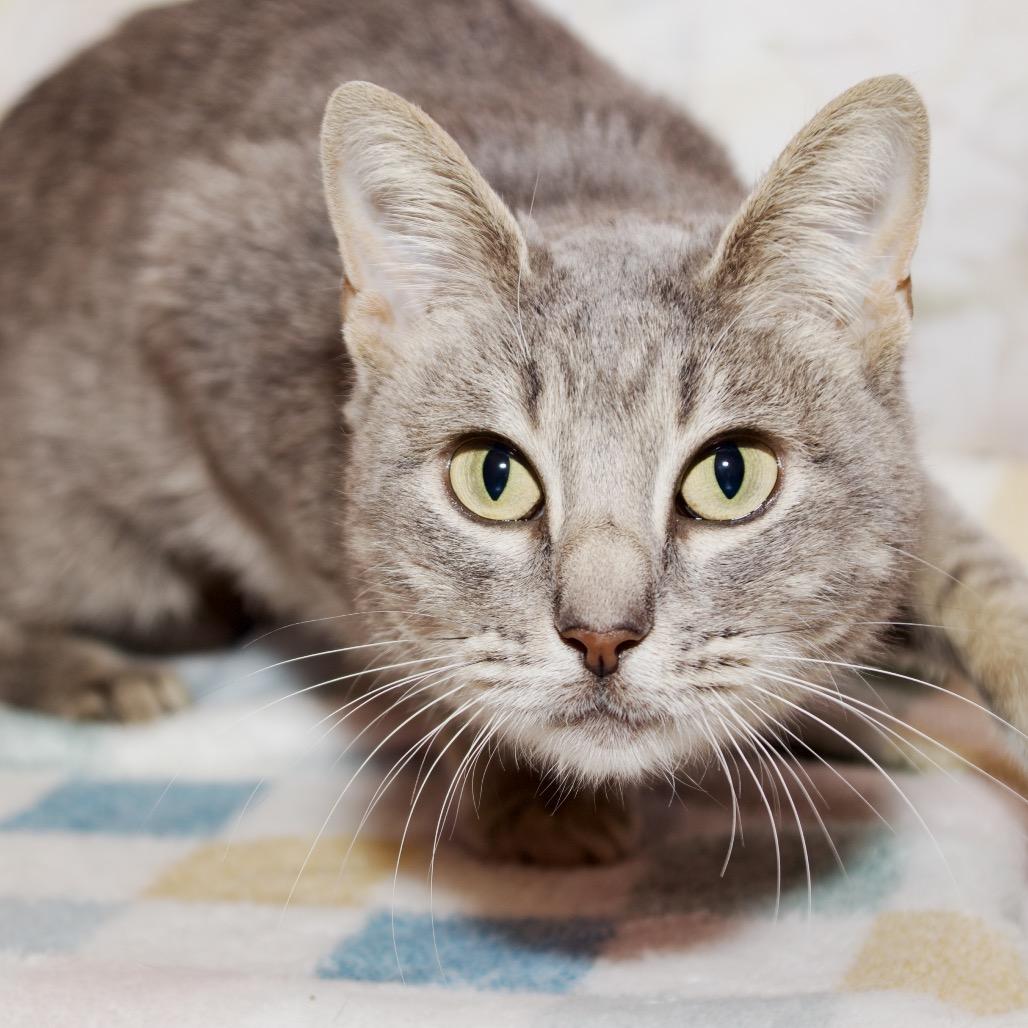 Enlarge Chanel Gray (formerly Noel), a Adoptable Domestic Short Hair in Webster, TX image 3/3