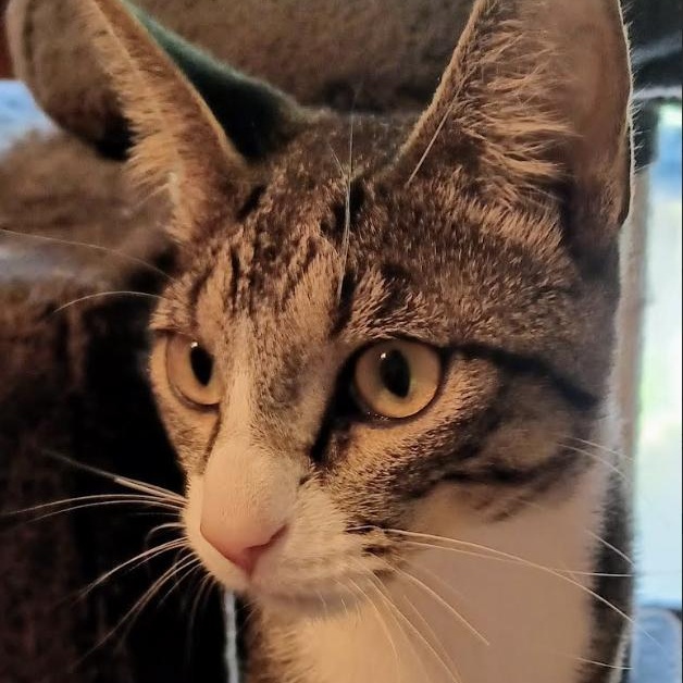 Truffle, Adoptable, Adult Male Domestic Short Hair.