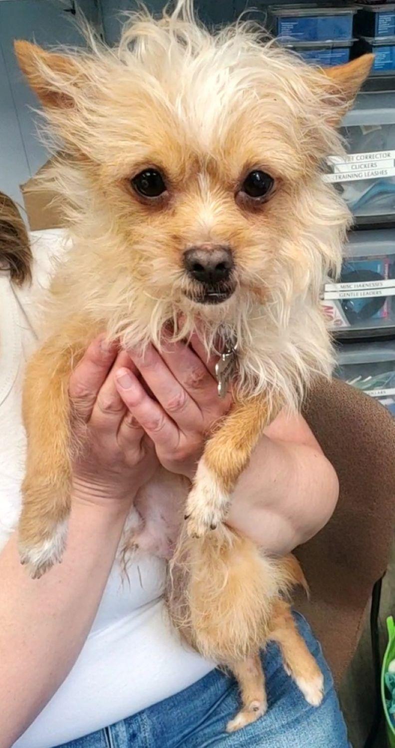 Chaplin, a ADOPTABLE mixed breed in East Hartford, CT image 4/6