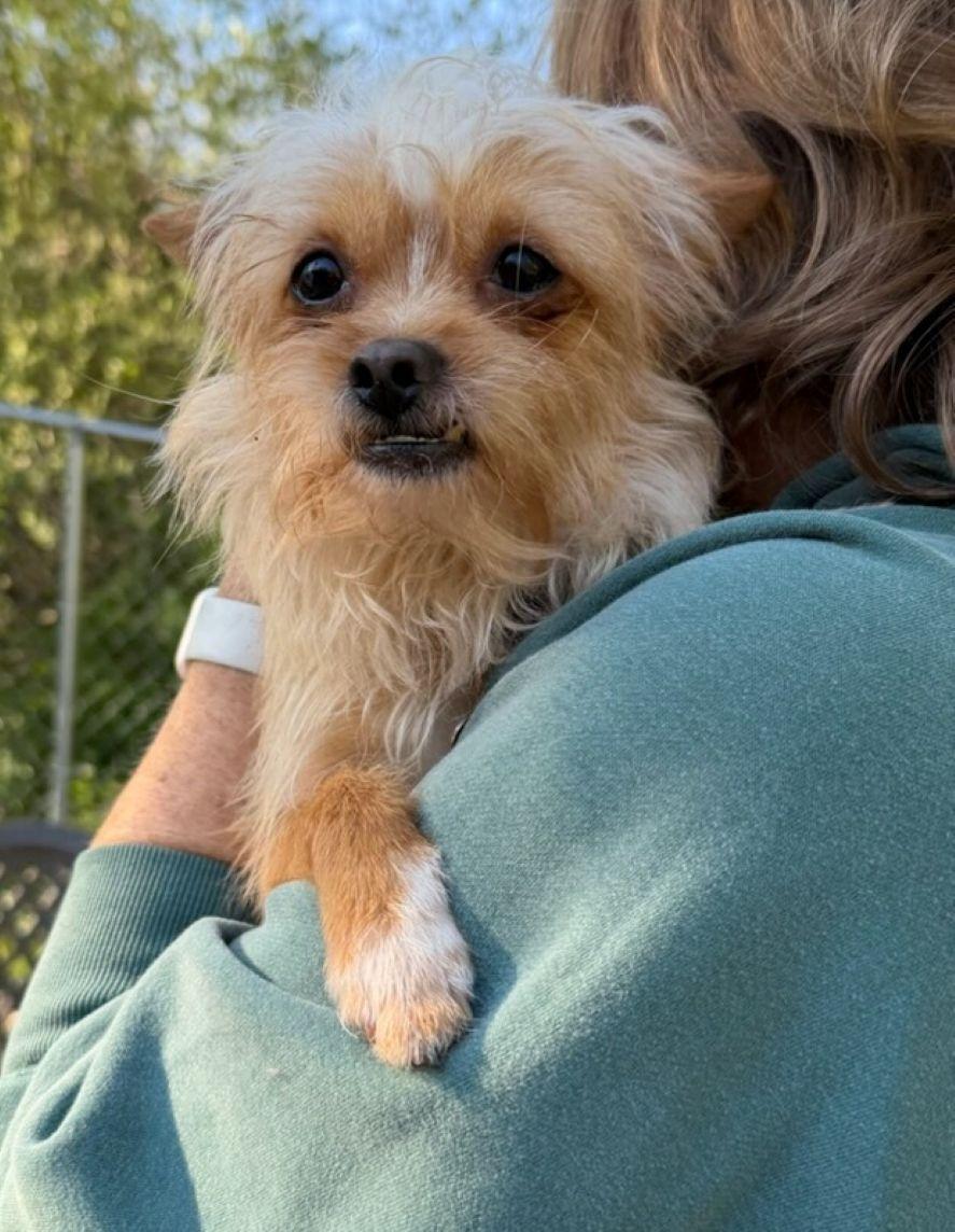 Chaplin, a ADOPTABLE mixed breed in East Hartford, CT image 2/6