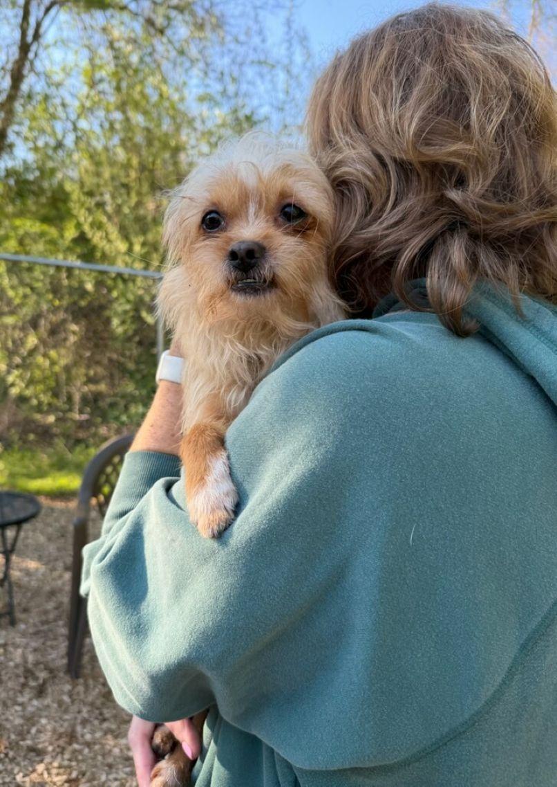 Chaplin, a ADOPTABLE mixed breed in East Hartford, CT image 5/6