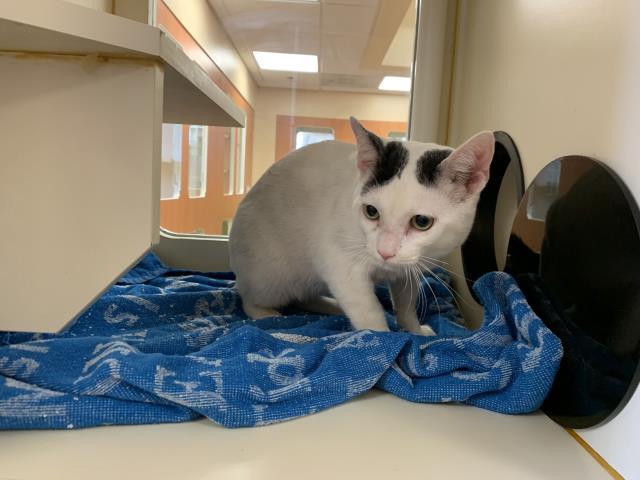 Enlarge A1896605, a Adoptable Domestic Short Hair in Blythe, CA image 1/1