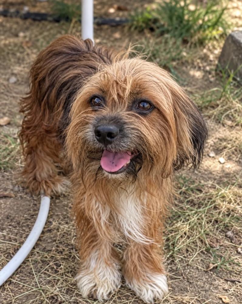 Enlarge Sully, a Adoptable mixed breed in Boulder, CO image 1/3