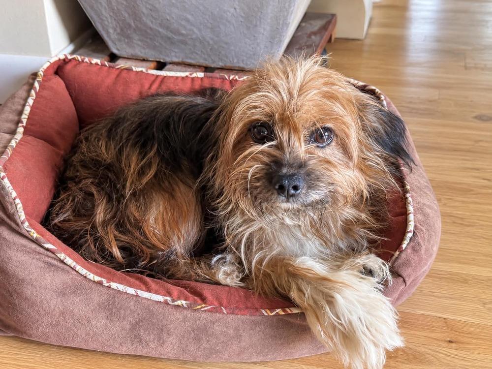 Enlarge Sully, a Adoptable mixed breed in Boulder, CO image 2/3