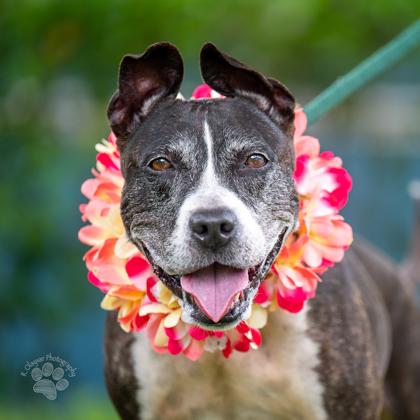 Lilo, a Adoptable mixed breed in Honolulu, HI image 1/2