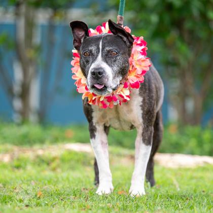 Lilo, a Adoptable mixed breed in Honolulu, HI image 2/2