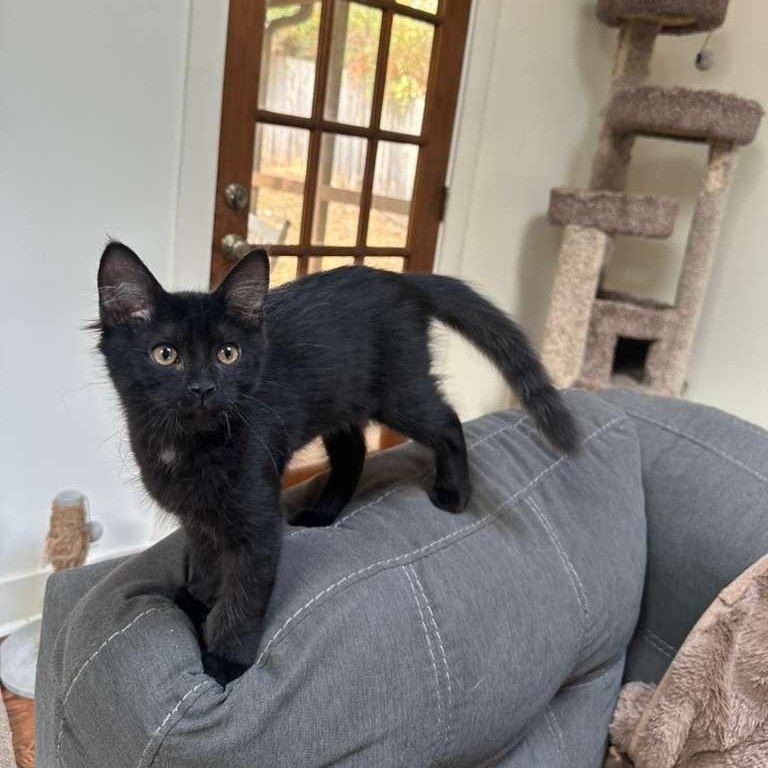 Enlarge Pickles (bonded with Waffles), a Adoptable Domestic Medium Hair in Lawrenceville, GA image 3/5