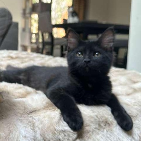 Enlarge Pickles (bonded with Waffles), a Adoptable Domestic Medium Hair in Lawrenceville, GA image 2/5