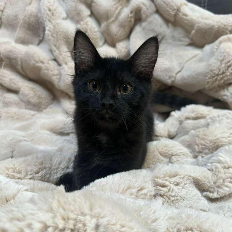 Enlarge Pickles (bonded with Waffles), a Adoptable Domestic Medium Hair in Lawrenceville, GA image 4/5