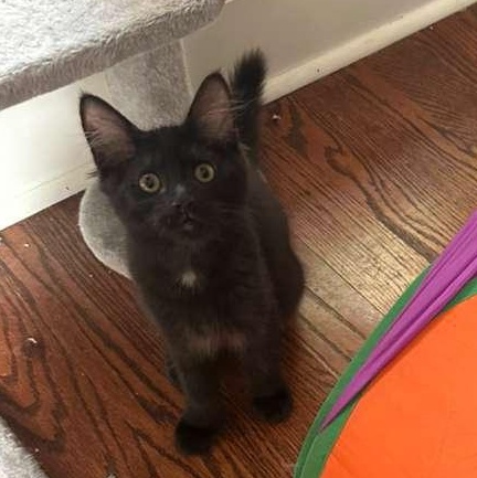 Enlarge Pickles (bonded with Waffles), a Adoptable Domestic Medium Hair in Lawrenceville, GA image 5/5