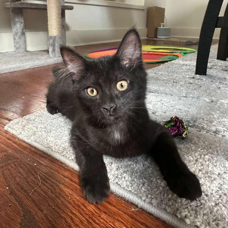 Pickles (bonded with Waffles), Adoptable, Kitten Male Domestic Medium Hair.