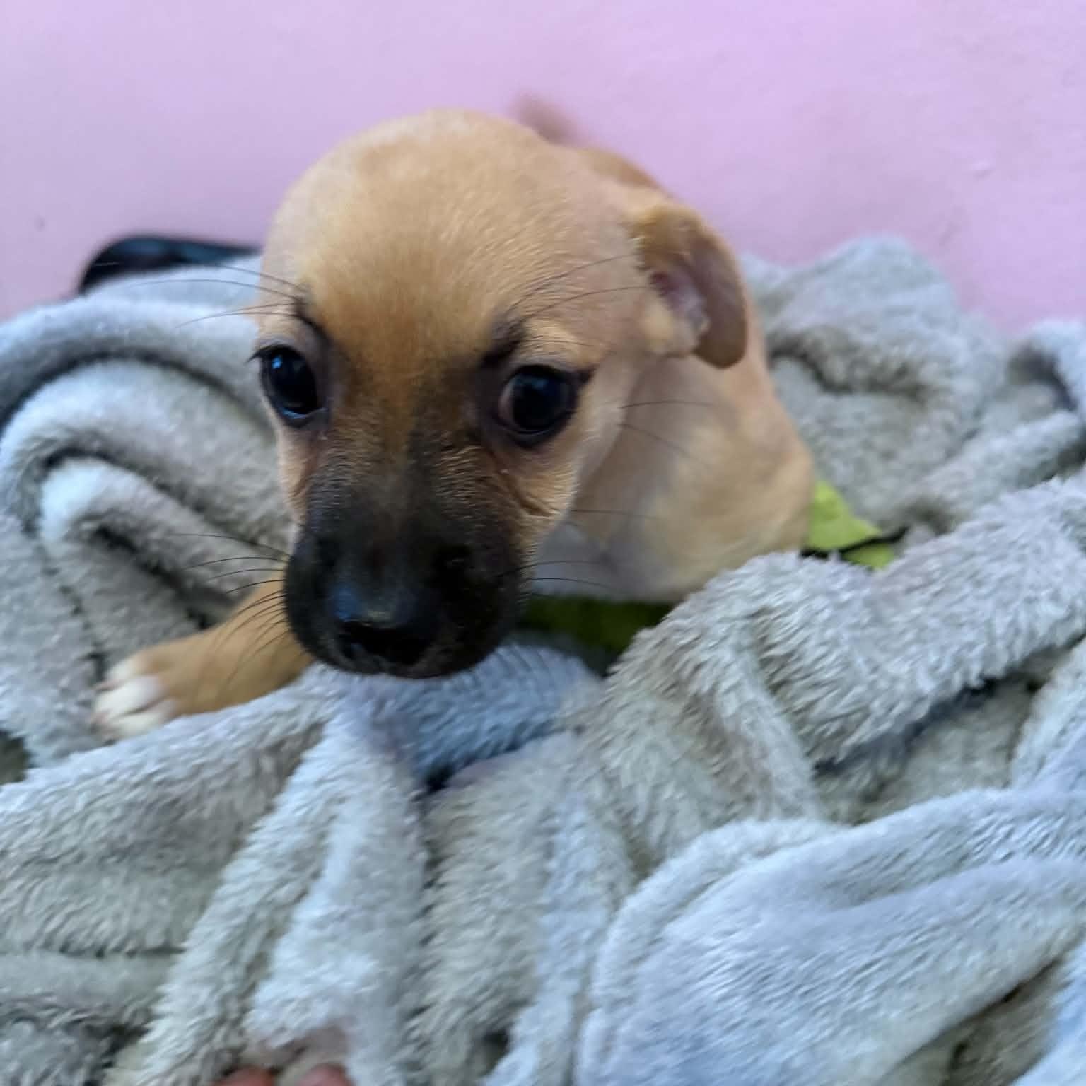 Bridget, a ADOPTABLE mixed breed in ISABELA, PR image 2/3