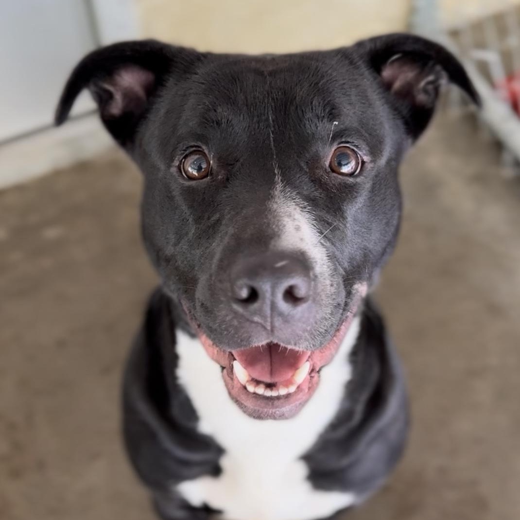 Dolla, Adult Female Boxer