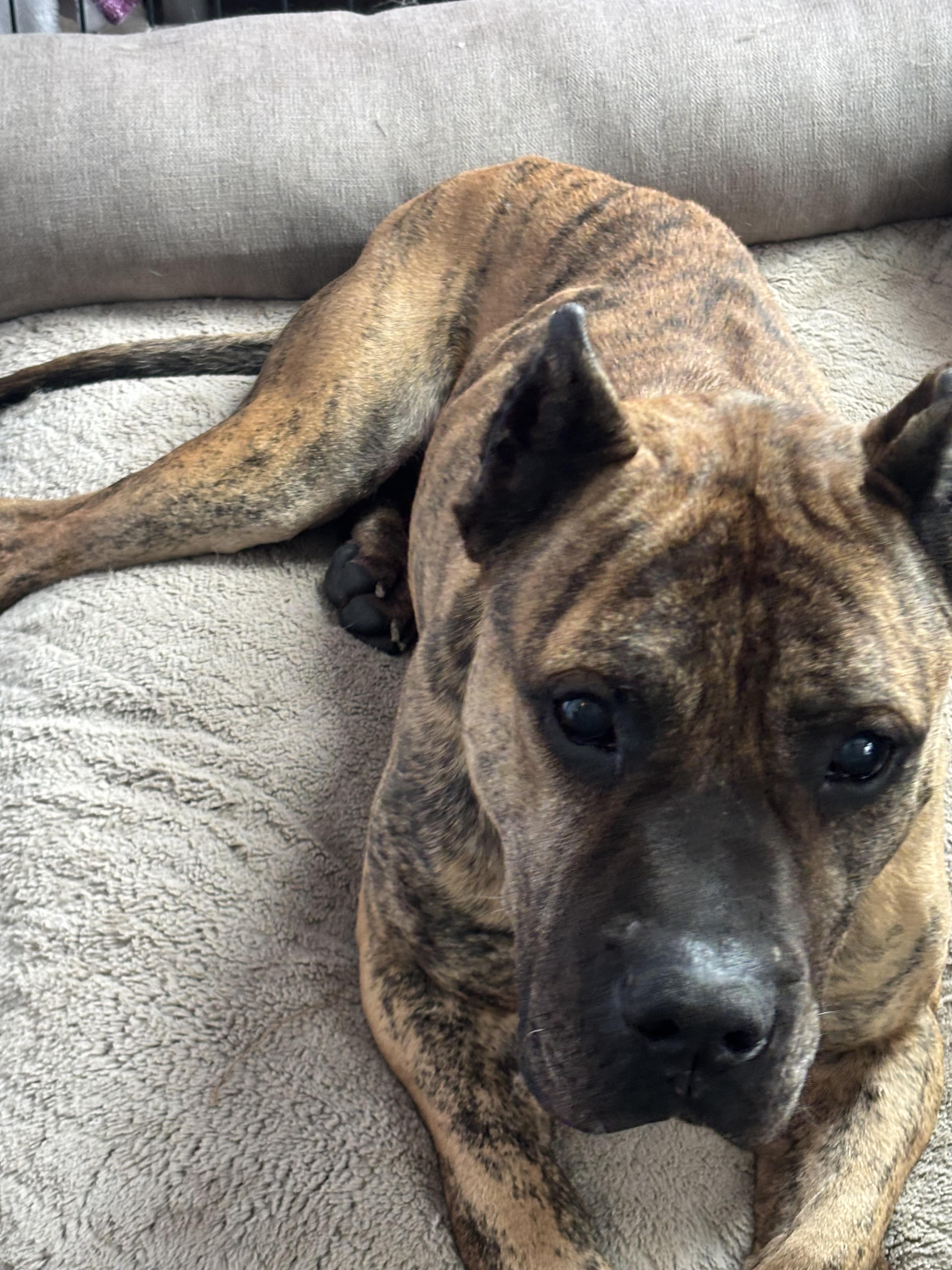 Enlarge Hercules, a Adoptable Mastiff in Macomb, MI image 1/1