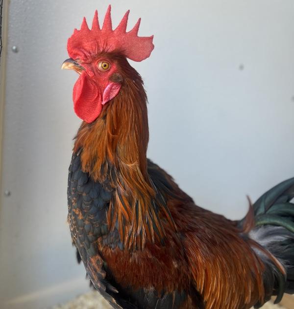 Hazel, Adoptable, Baby Male Chicken.