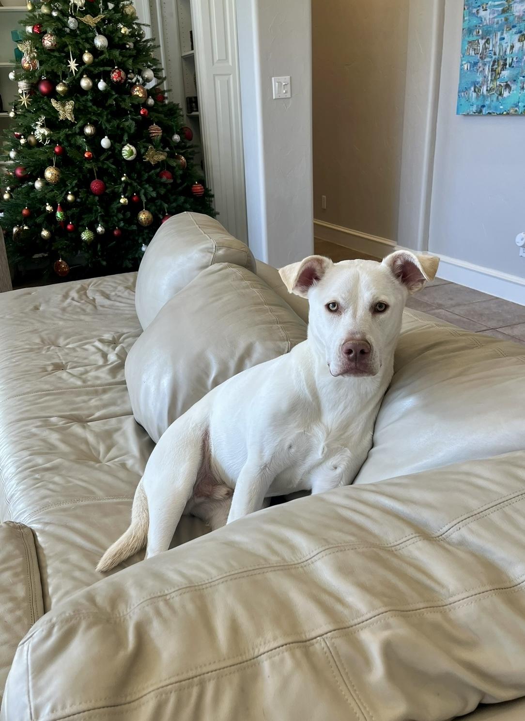 Enlarge Winter, a Adoptable Mixed Breed in Evans City, PA image 2/6