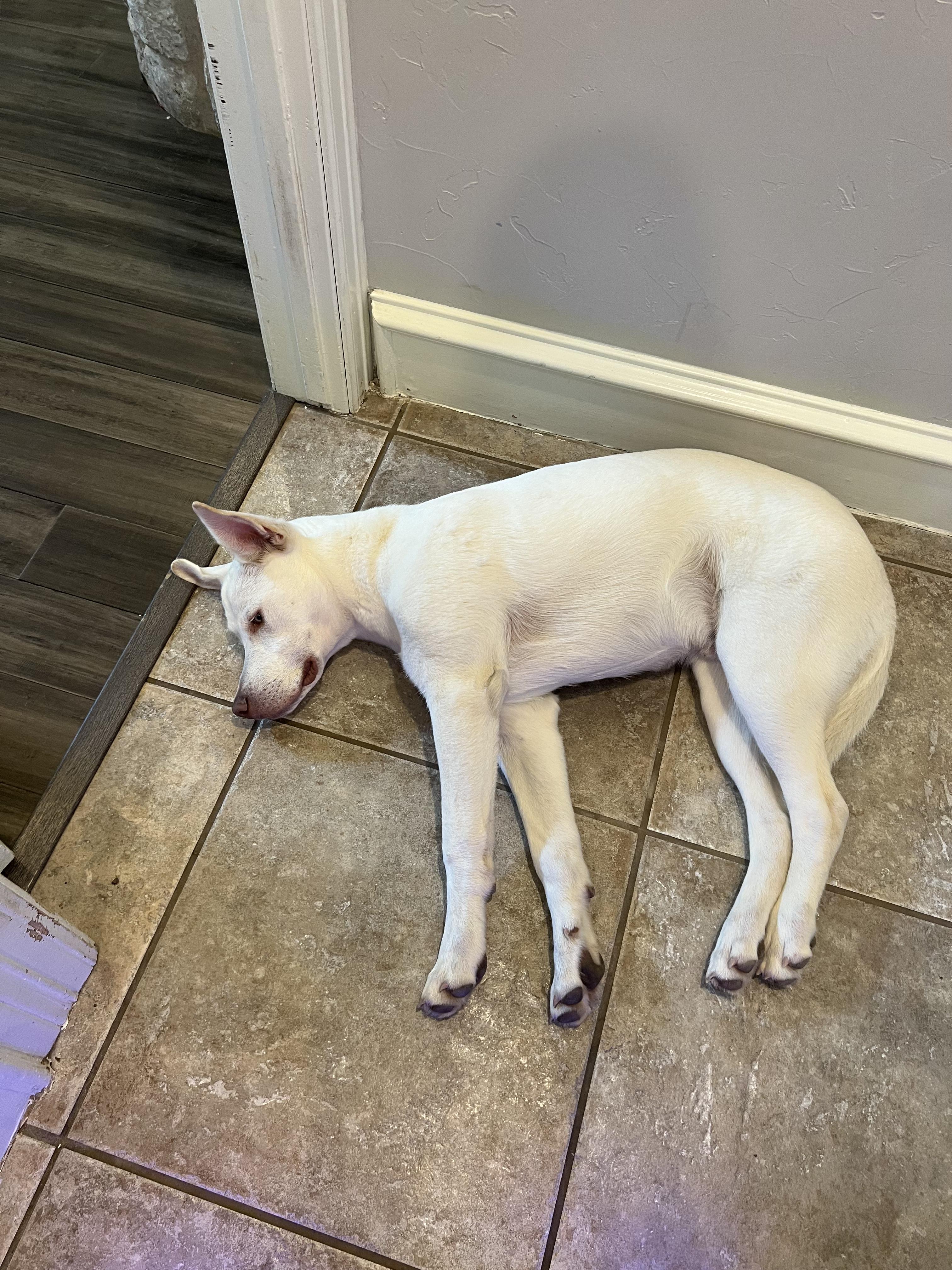 Enlarge Winter, a Adoptable Mixed Breed in Evans City, PA image 5/6