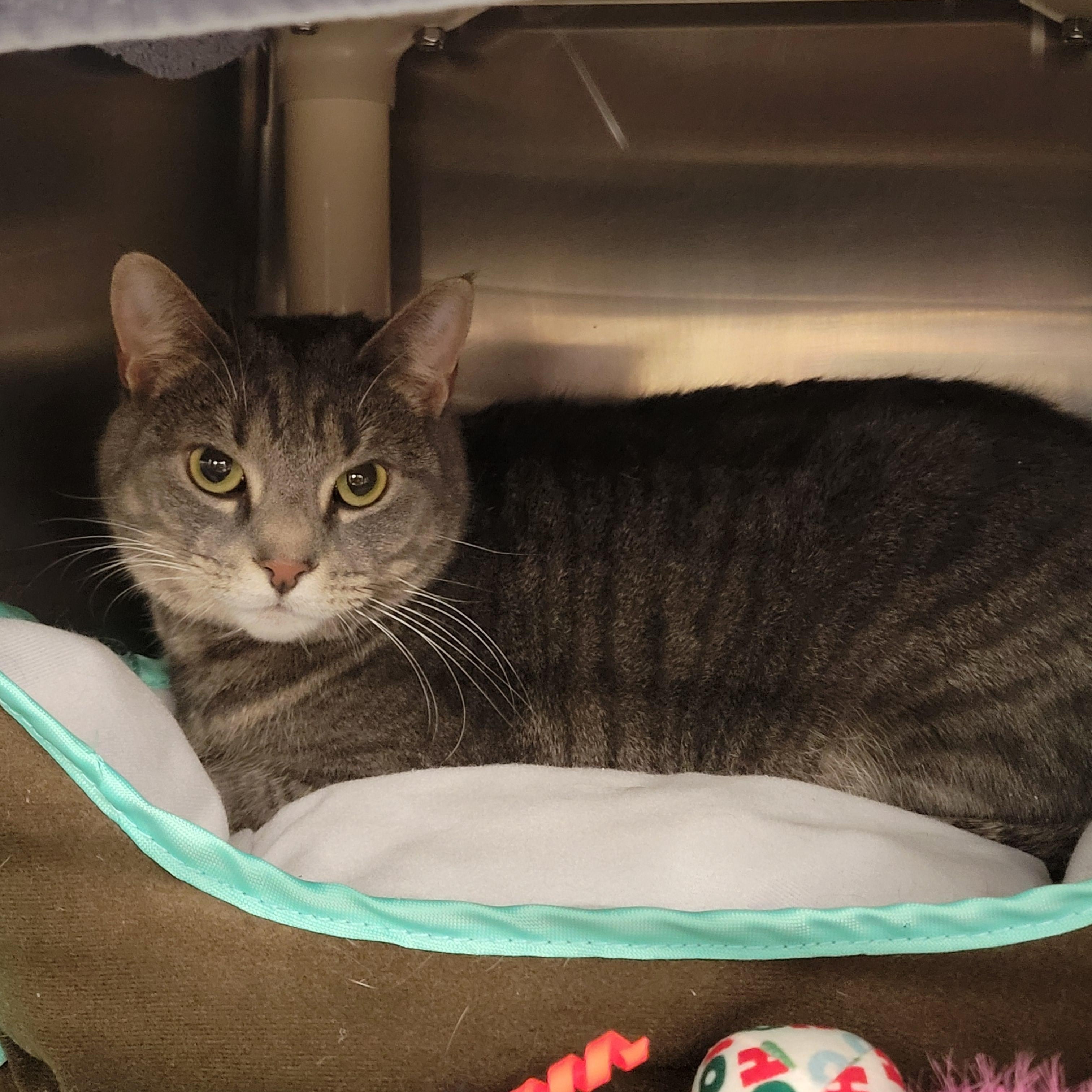 Enlarge Clover, an adoptable Domestic Short Hair in Lancaster, PA image 1/2