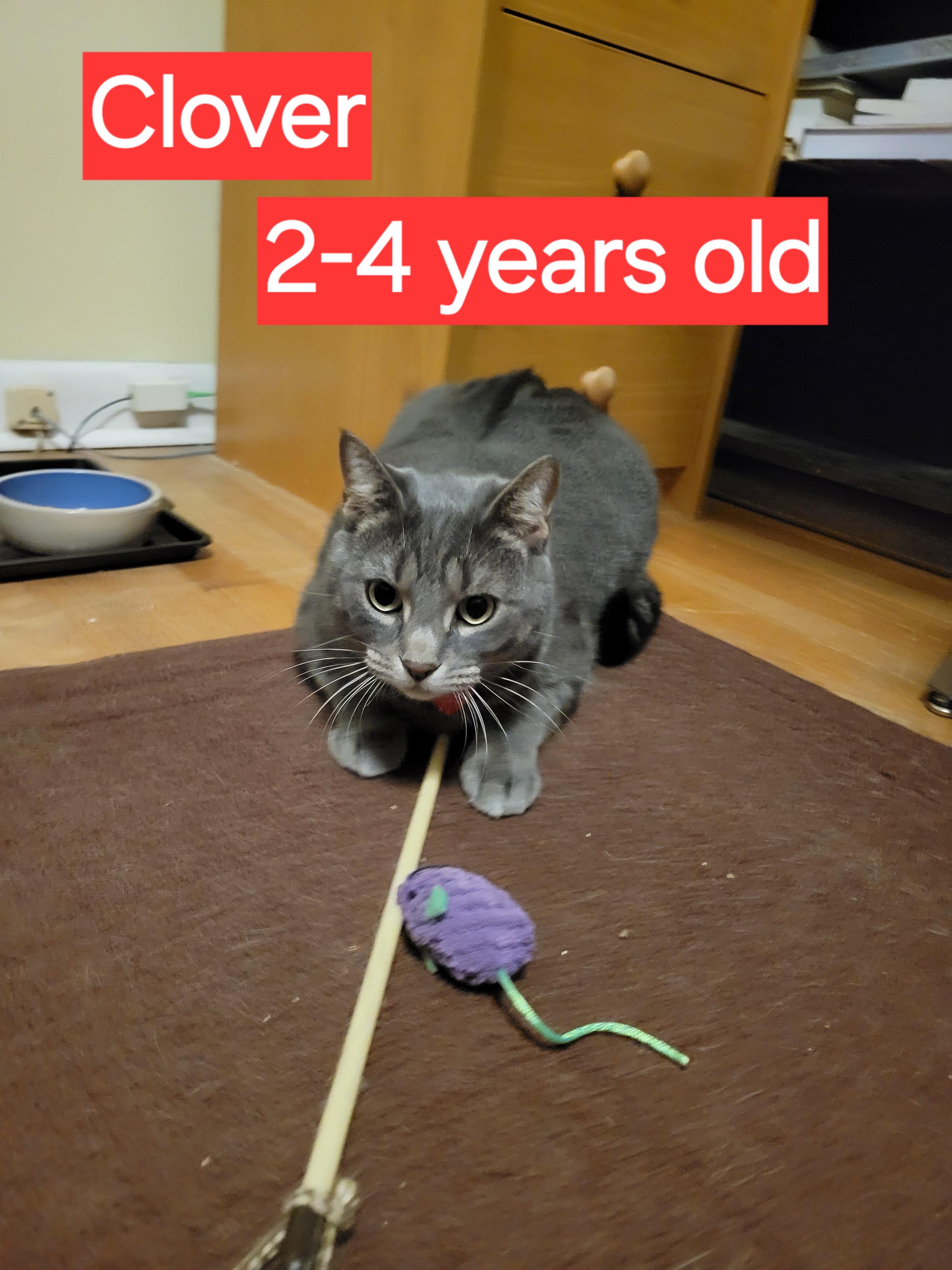 Enlarge Clover, an adoptable Domestic Short Hair in Lancaster, PA image 2/2