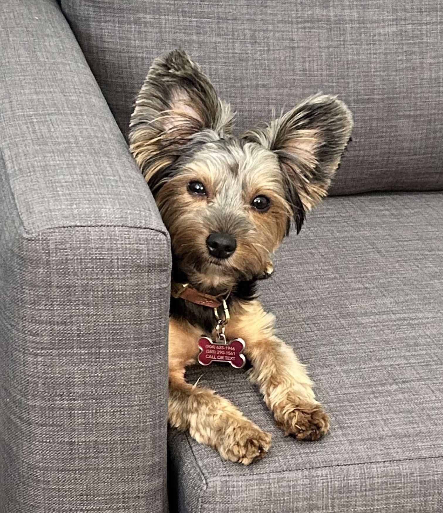 Maggie - needs to be an only dog, a Adopted Yorkshire Terrier in Palm City, FL image 1/4