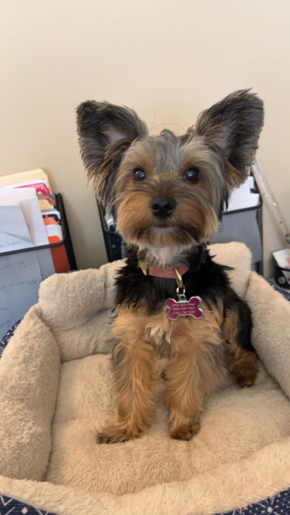 Maggie - needs to be an only dog, a Adopted Yorkshire Terrier in Palm City, FL image 2/4