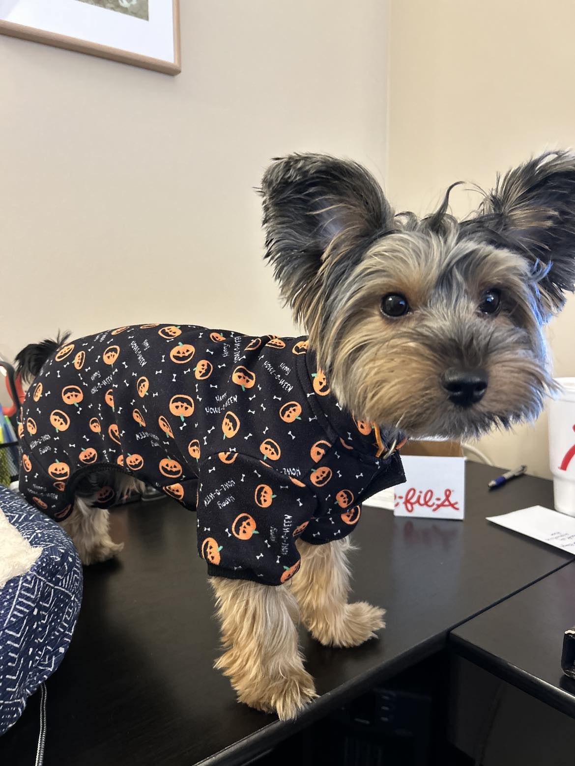 Maggie - needs to be an only dog, a Adopted Yorkshire Terrier in Palm City, FL image 4/4