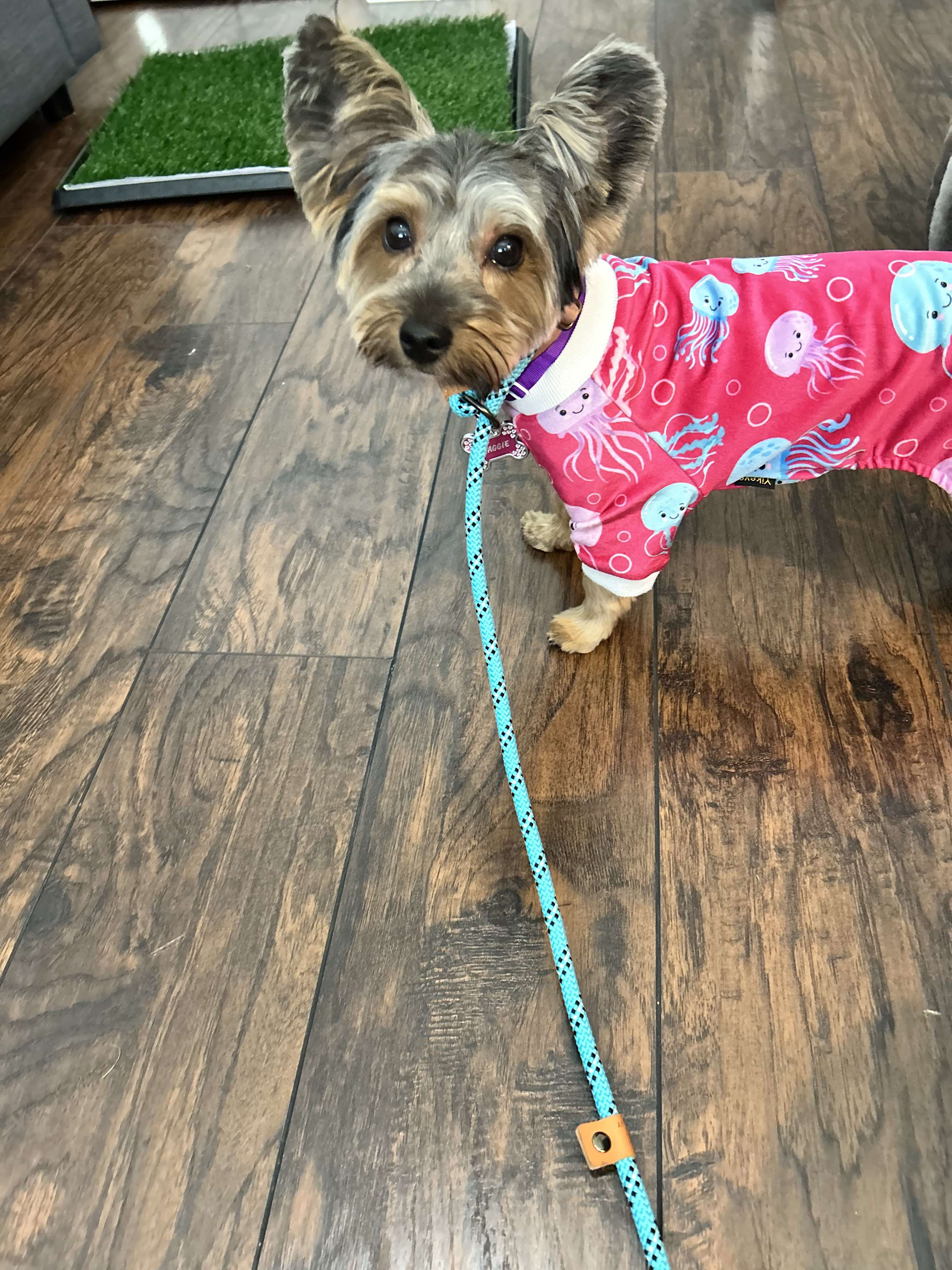 Maggie - needs to be an only dog, a Adopted Yorkshire Terrier in Palm City, FL image 3/4