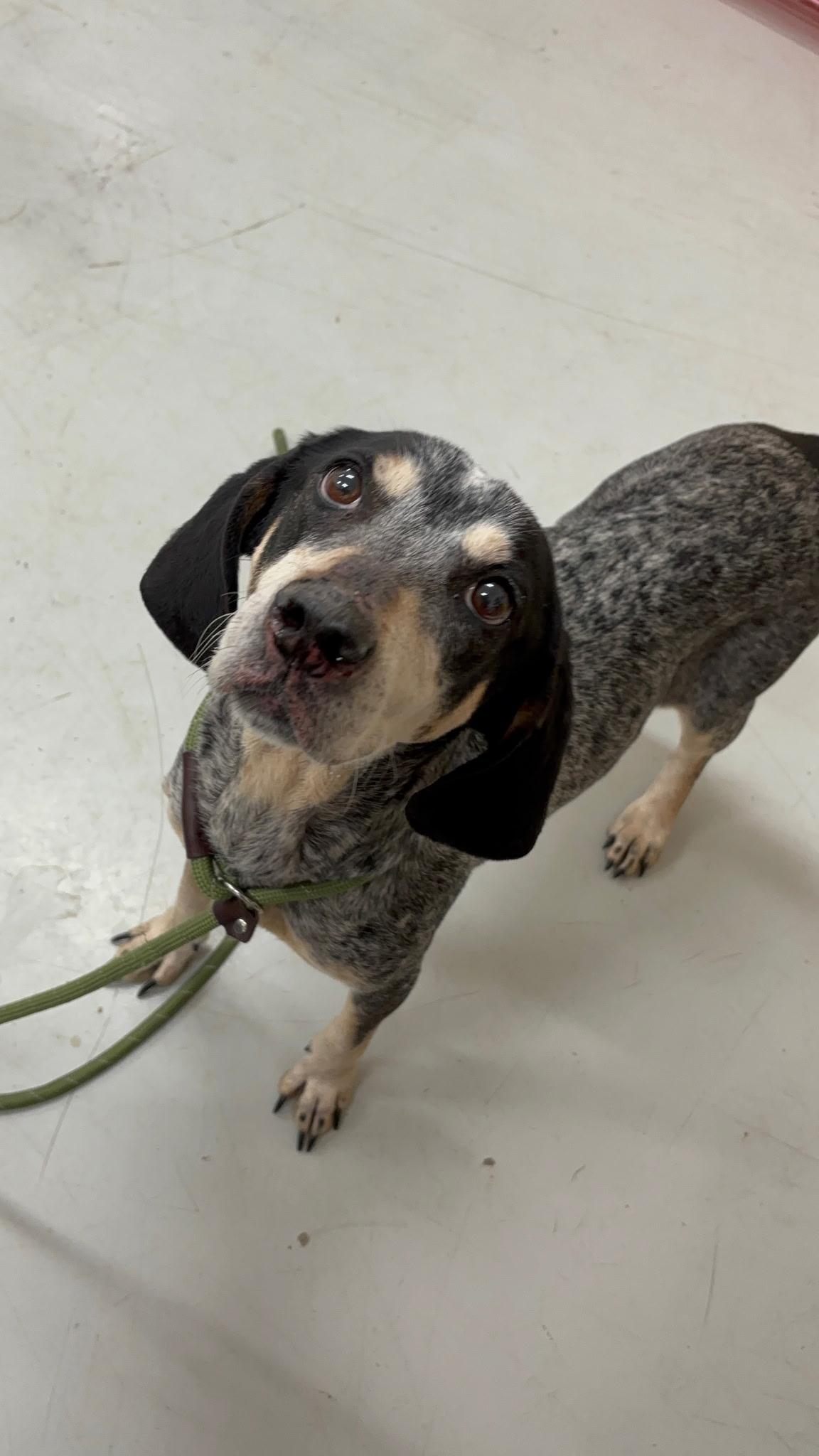 Enlarge Brie , a ADOPTABLE Bluetick Coonhound in Succasunna, NJ image 5/6