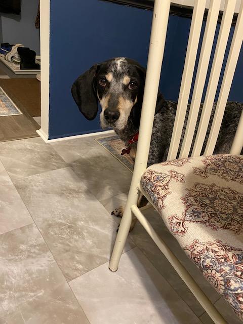 Enlarge Brie , a ADOPTABLE Bluetick Coonhound in Succasunna, NJ image 6/6