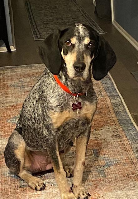 Enlarge Brie , a ADOPTABLE Bluetick Coonhound in Succasunna, NJ image 1/6