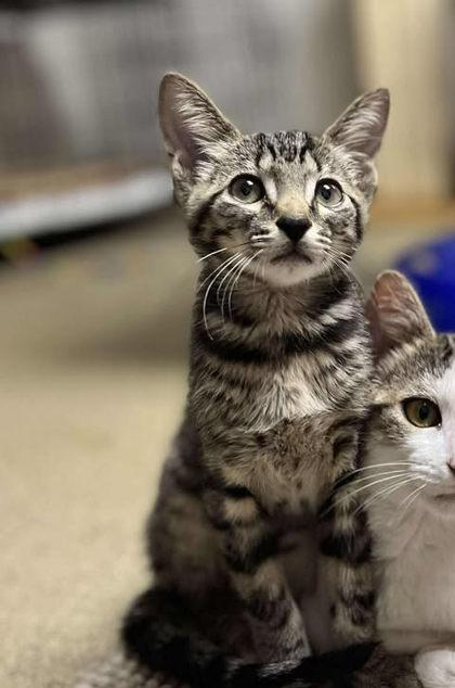 Ziggy — thumbnail 2