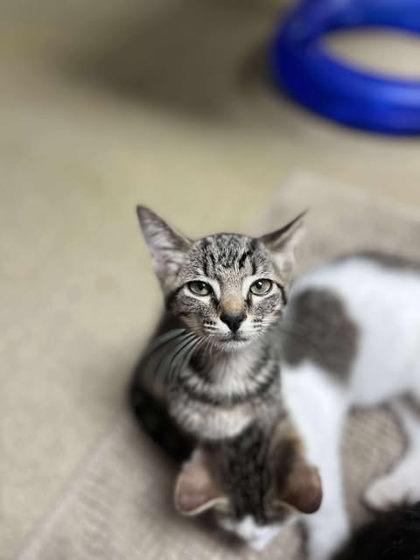 Ziggy, a Adoptable Domestic Short Hair in Clayton, GA image 4/6