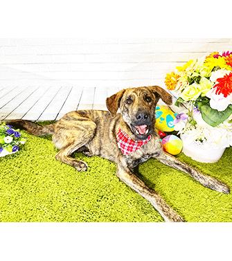 CAMP, a Adoptable mixed breed in Castro Valley, CA image 1/3