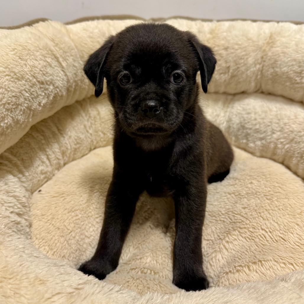 Gumbo, Adoptable, Puppy Male Chihuahua & Shar-Pei.