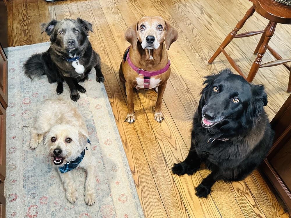 Toby — thumbnail 2