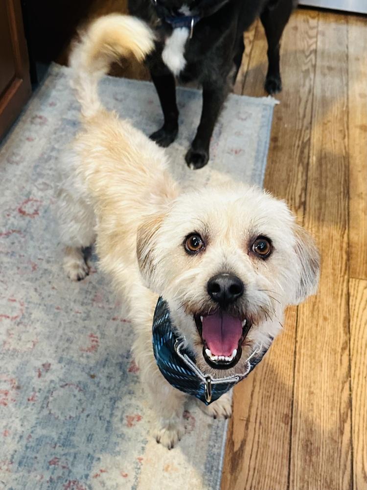 Toby — thumbnail 4