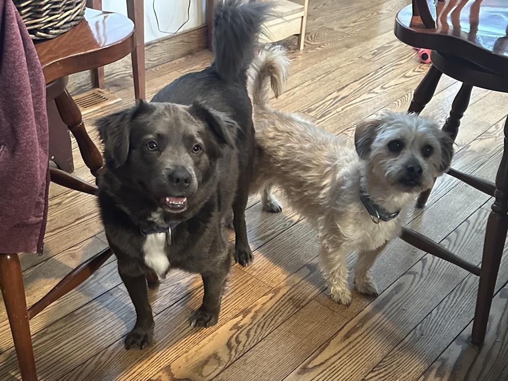 Toby — thumbnail 6