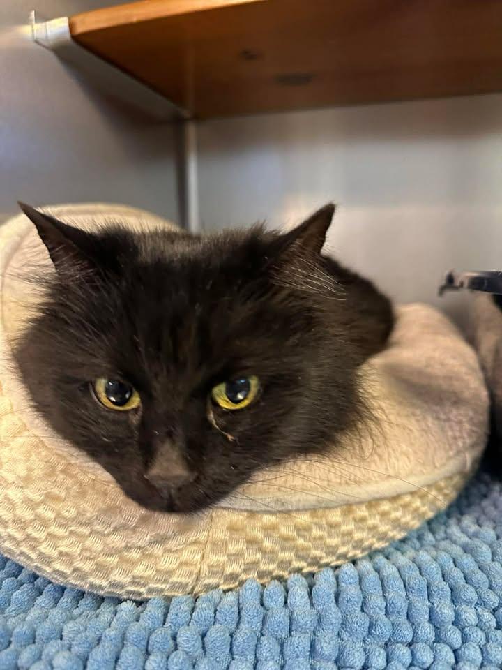 Enlarge Kazi, an adopted Domestic Long Hair in Wilmington, NC image 1/1