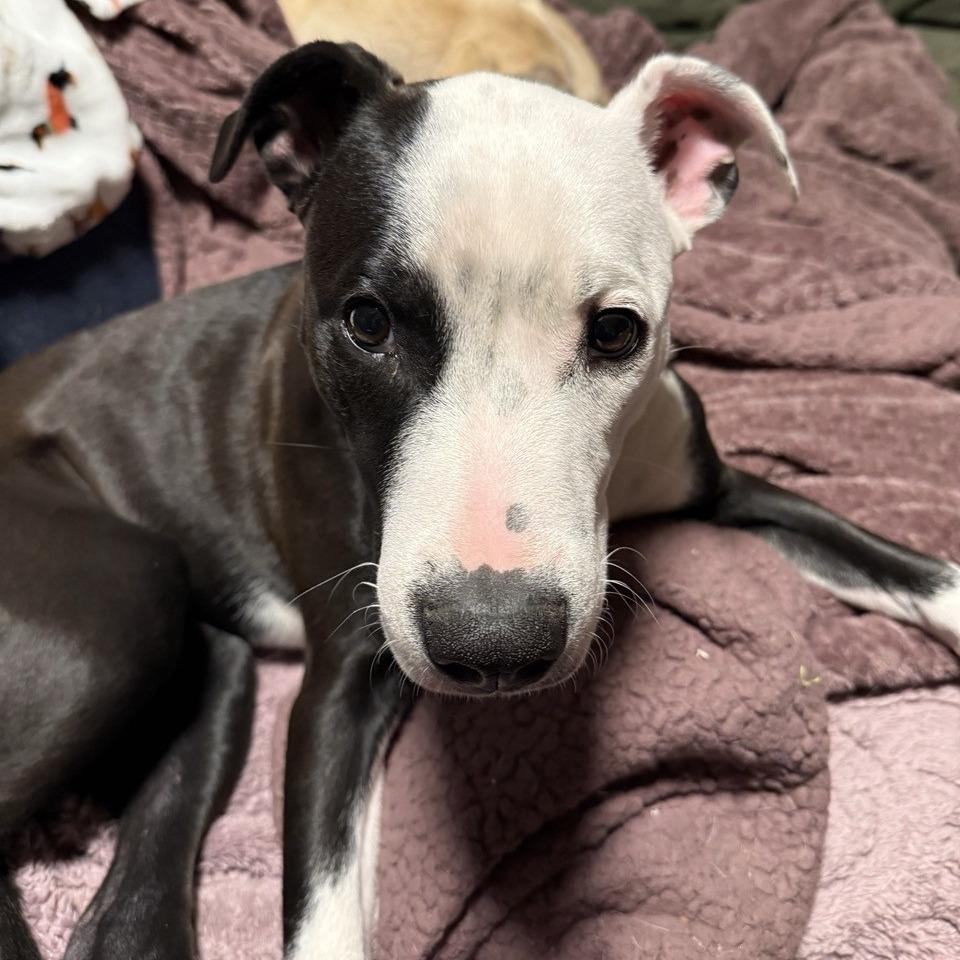 Francie, Adoptable, Young Female Mixed Breed.