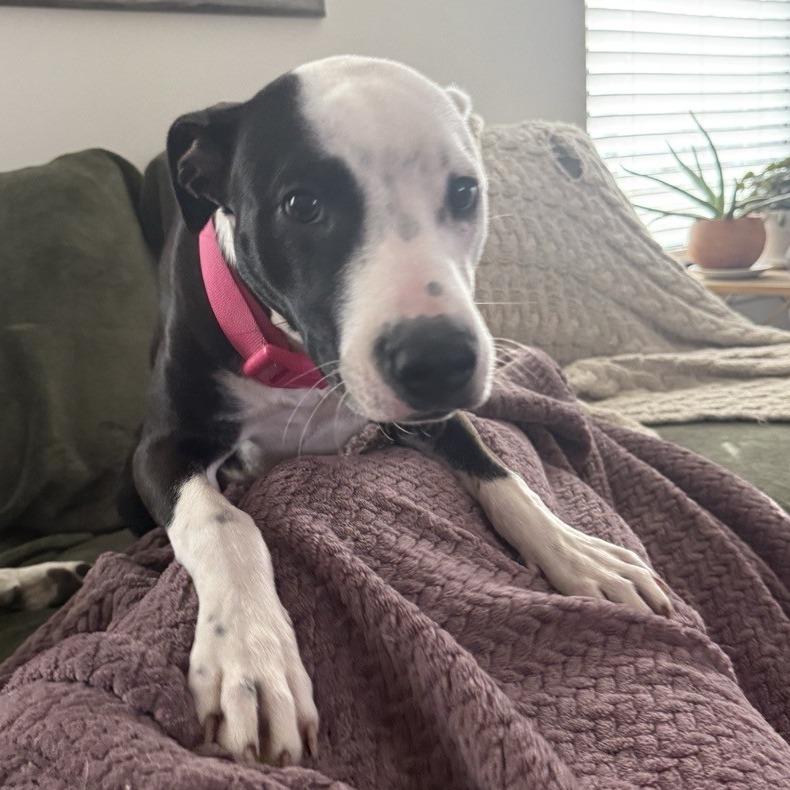 Enlarge Francie, a Adoptable Mixed Breed in Kansas City, MO image 2/6