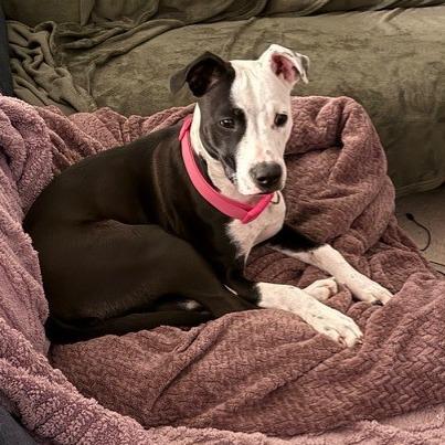 Enlarge Francie, a Adoptable Mixed Breed in Kansas City, MO image 3/6